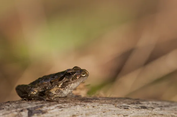 Frog — Stock Photo, Image