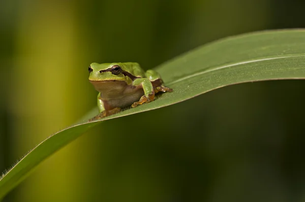 Frog — Stock Photo, Image