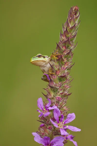 Frog — Stock Photo, Image