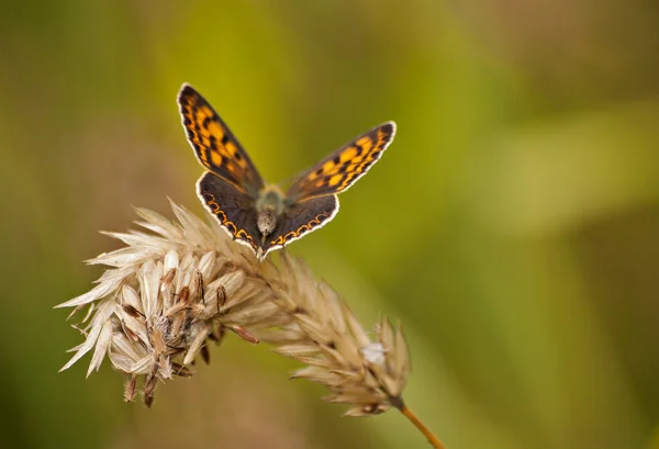 Farfalla — Foto Stock