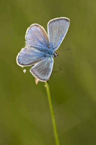 Farfalla — Foto Stock