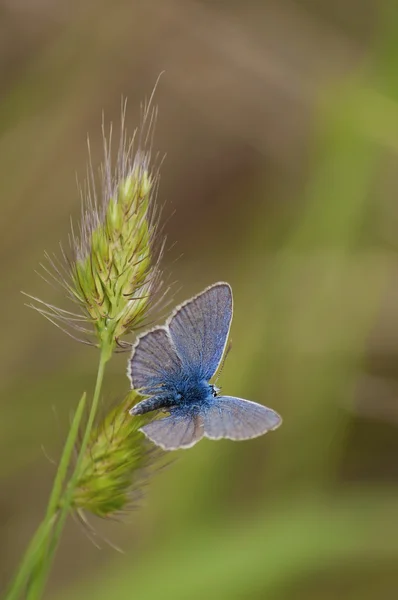 Farfalla — Foto Stock