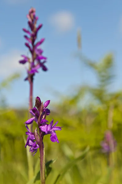 Flor silvestre —  Fotos de Stock