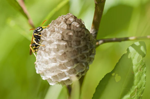 Wasp in her nest — Stock Photo, Image