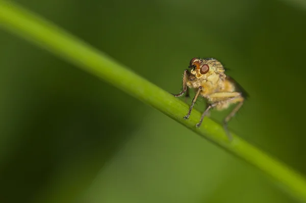 Little fly — Stock Photo, Image