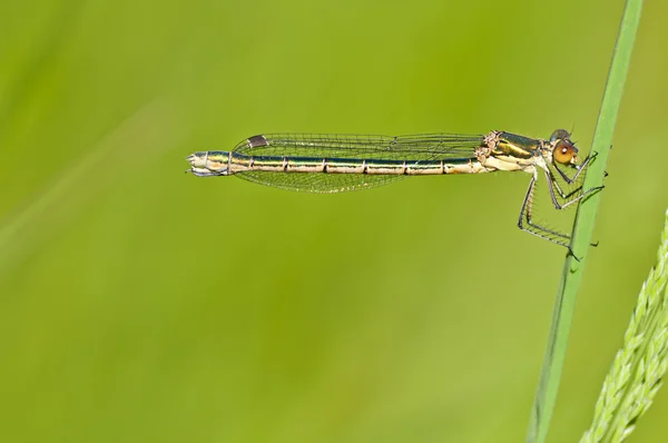 Damselfly. — Foto de Stock