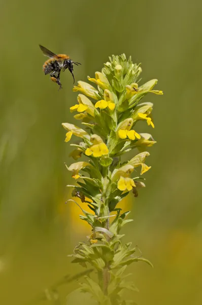 Μέλισσα σε κίτρινο λουλούδι — Φωτογραφία Αρχείου