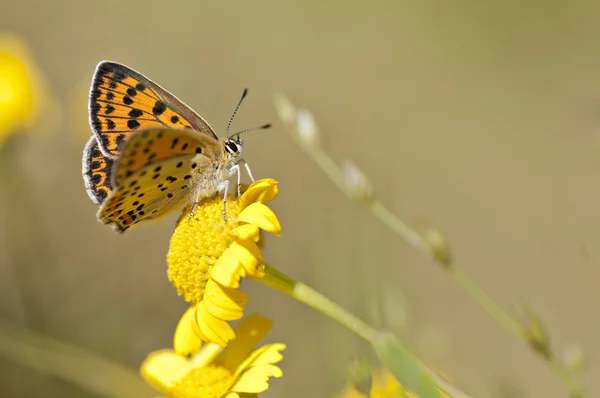 Mariposa. —  Fotos de Stock