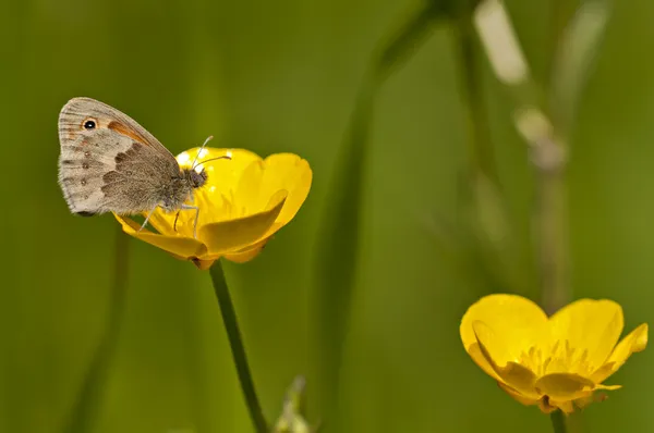 Mariposa. — Foto de Stock