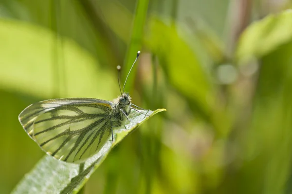 Farfalla bianca — Foto Stock