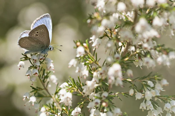 Farfalla — Foto Stock