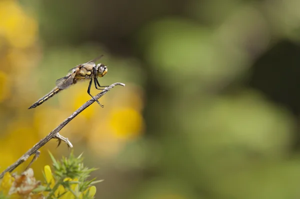 Κίτρινο dragonfly — Φωτογραφία Αρχείου