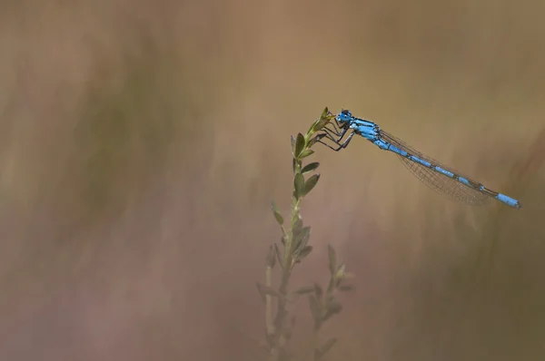 Blue damselfly — Stock Photo, Image