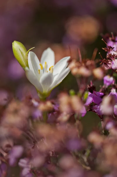 Fiori di campo — Foto Stock