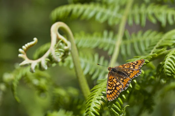 Farfalla arancione — Foto Stock