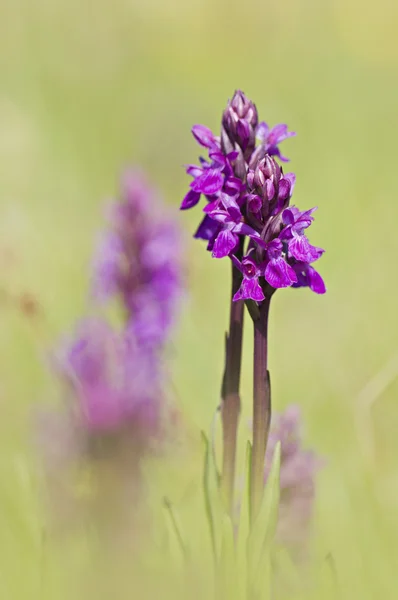 Wild orchid Stock Image
