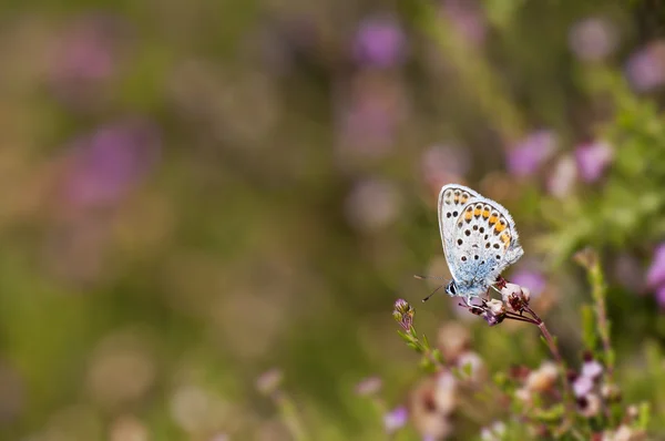 Mariposa colorida — Foto de Stock