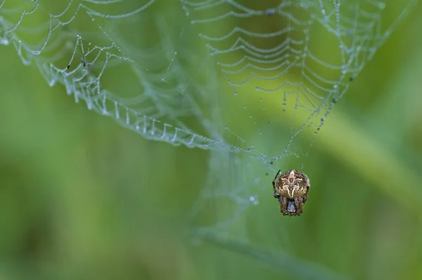 Aranha — Fotografia de Stock