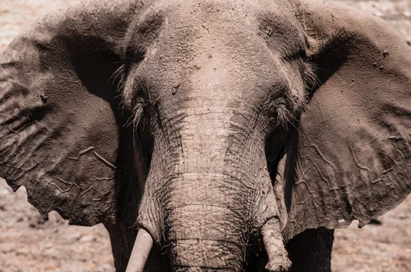 Gezicht van de olifant — Stockfoto