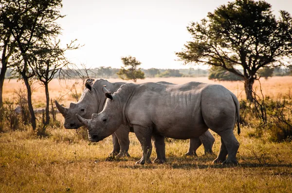 Deux Rhinos Photos De Stock Libres De Droits