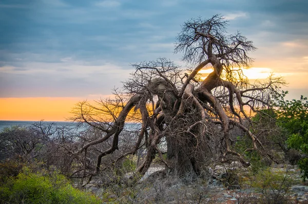 Afrikanischer spektakulärer Sonnenuntergang-Baobab lizenzfreie Stockbilder