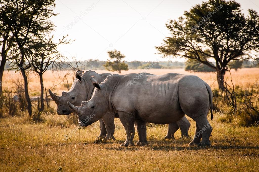 Two Rhinos