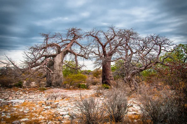 Afrikanische Baobob-Bäume Stockbild