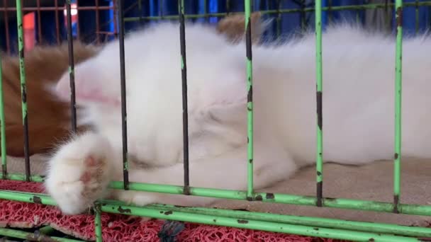 Gato Persa Engraçado Gaiola Para Venda — Vídeo de Stock