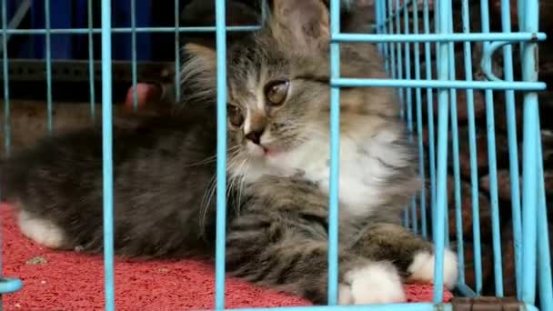 笼子里有只可笑的波斯猫在出售 — 图库视频影像