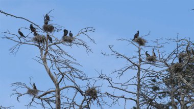 Ocak ızgarası siyah karabatak yuva ölü bir ağaç üzerinde