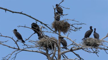 Ocak ızgarası siyah karabatak yuva ölü bir ağaç üzerinde
