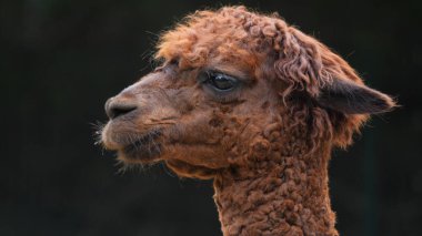 Bir alpaka (Vicugna Paços) portre.