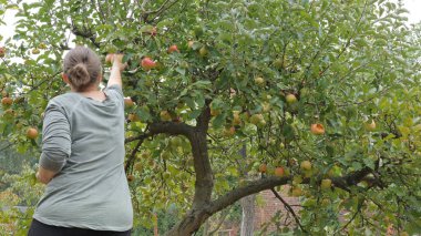 Kadın düz ağaçtan elma toplama