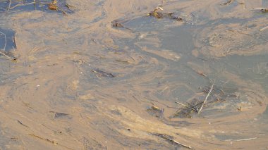 Domuz üretimi, bulamaç sıvı atık. Bir domuz endüstrisi tarafından kirletilmiş su