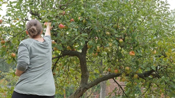 Kadın düz ağaçtan elma toplama