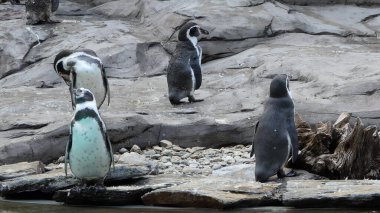 Humboldt penguenleri. Spheniscus Humboldti.