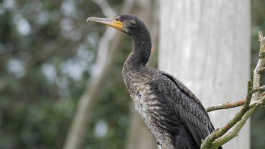 Dalda tıraşlama büyük siyah karabatak. Genç numune