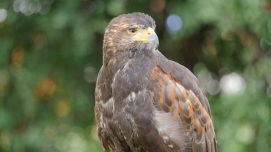 Harris'in hawk. Parabuteo unicinctus. Yırtıcı Kuş