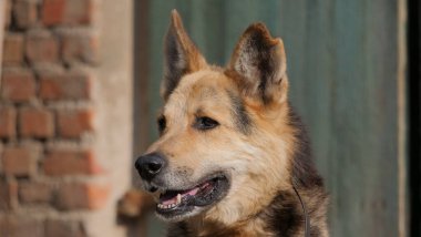 Eski mutlu bir köpek portresi.