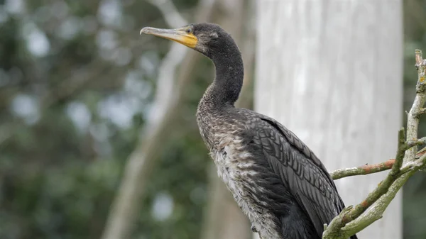 Great Black Cormorant Perching Branch Young Specimen — Stock Photo, Image