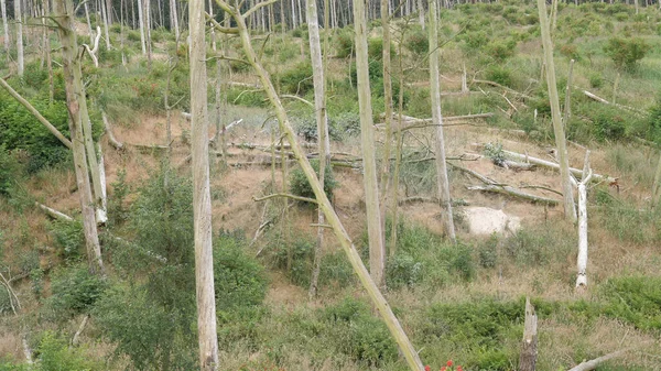Des Arbres Morts Dans Une Forêt Forêt Détruite Par Les — Photo