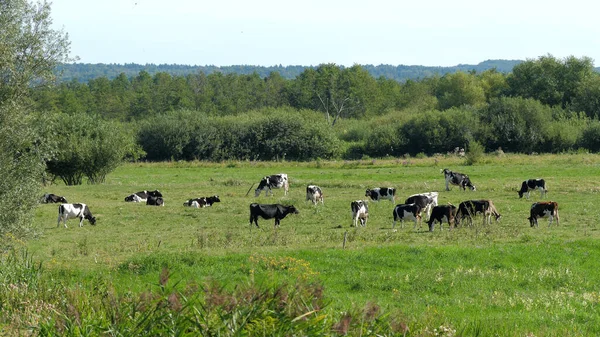 Çayırdaki inek sürüsü.