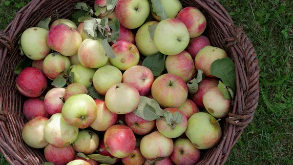 Manzanas Una Cesta Enorme — Foto de Stock