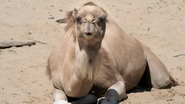 Portrait Dromedary Camel Camelus Dromedarius — Stockvideo