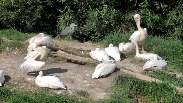 Groep Van Witte Pelikanen Pelecanus Onocrotalus — Stockvideo