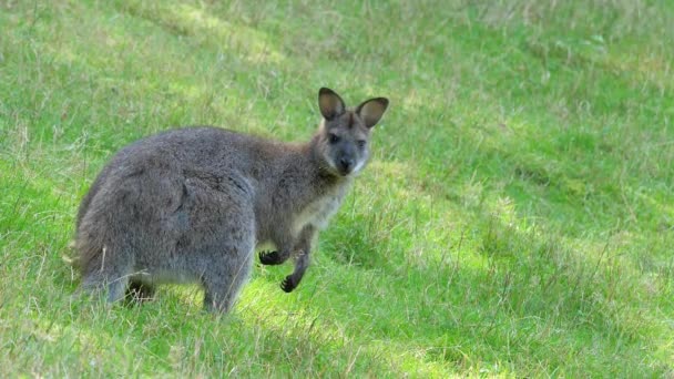 Red Necked Wallaby Bennett Wallaby Macropus Rufogriseus — Stok video