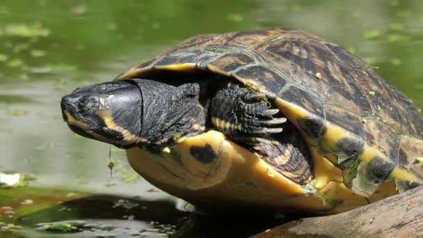 Yellow Bellied Slider Turtle Trachemys Scripta Elegans — Stok video