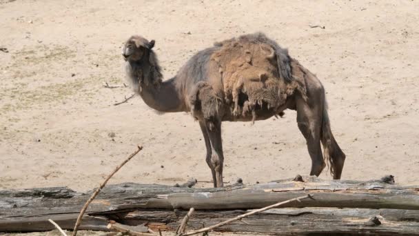 Καμήλα Των Δρομέων Camelus Dromedarius — Αρχείο Βίντεο