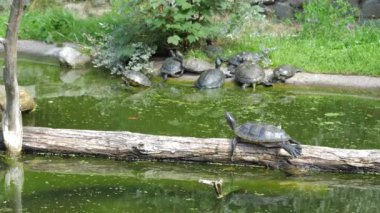 Yellow bellied slider turtle in the pond. Trachemys Scripta Elegans