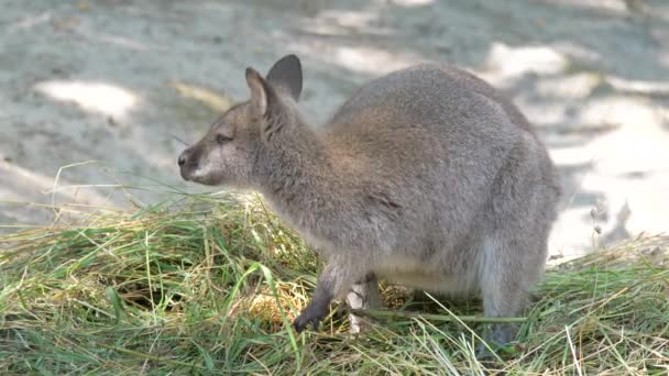 Kızıl Enseli Kanguru Bennett Kanguru Macropus Rufogriseus — Stok video